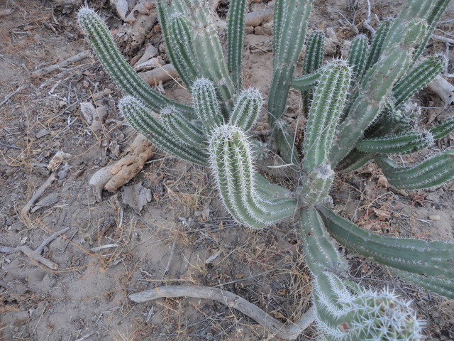 Young Lophocereus gatesii near the type locale, not yet &quot;hairy.&quot; (S)