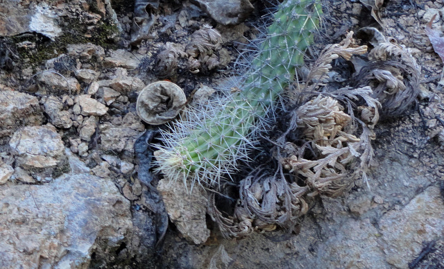 After hours of searching and a precipiitous hike into a very steep canyon near the crest of the Siera la Laguna, found a small population of Morangaya. (S)