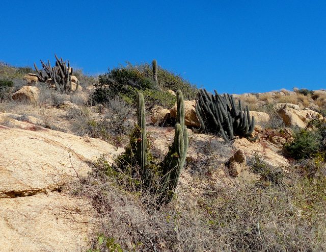 Tempting to say it's just thurberi affected by the sea winds or substrate, except when you see the two forms growing in proximity. (S)