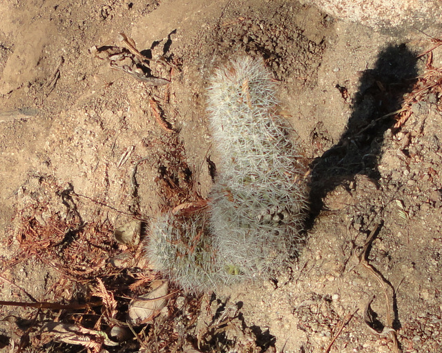 strange Echinocereus sciurus, which, somewhat like E. brandegeei, has strongly tuberculate stems with weak (if any) ribs.