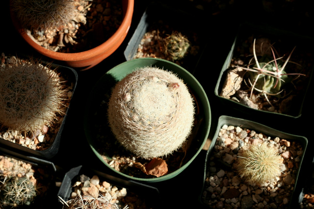 Giant form of Mammillaria lasiacantha already budding out