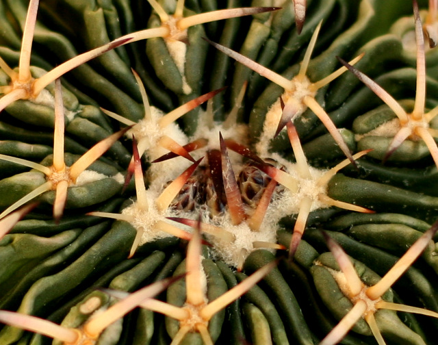 E. phyllacanthus violaciflorus