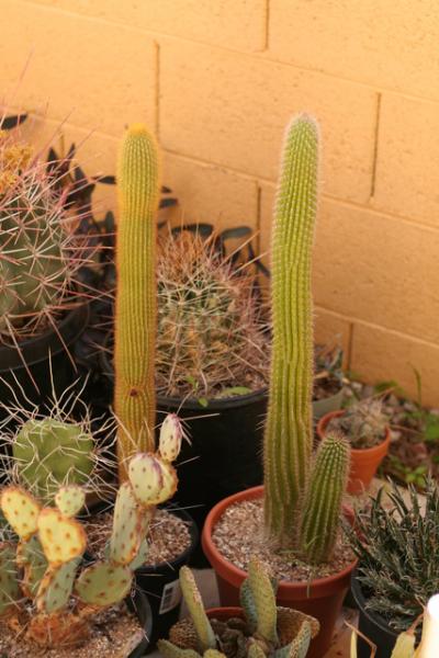 something or other johnsonii on the left and Thrixanthocereus blossfeldiorum on the right. wish I had a yard to put them in the ground. I'd like to see them really take off.