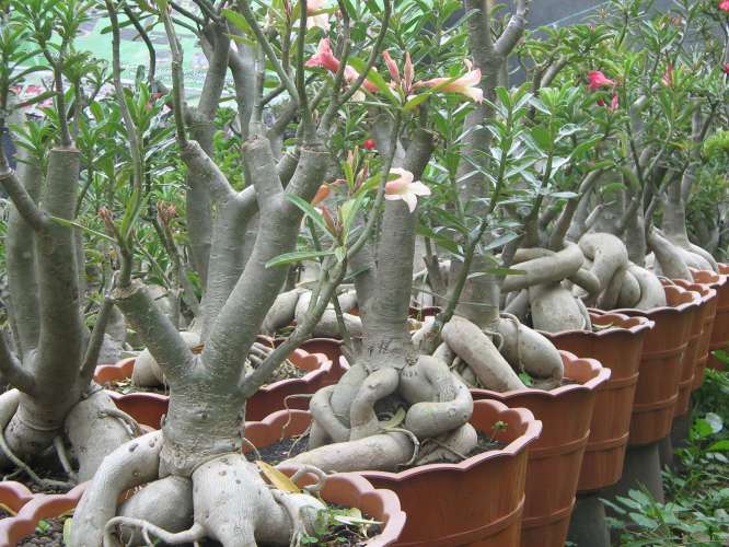 Adenium cutting.jpg