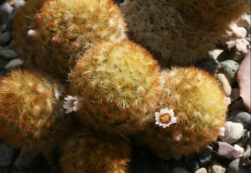 Mammillaria carmenae (2014-Jan27).JPG