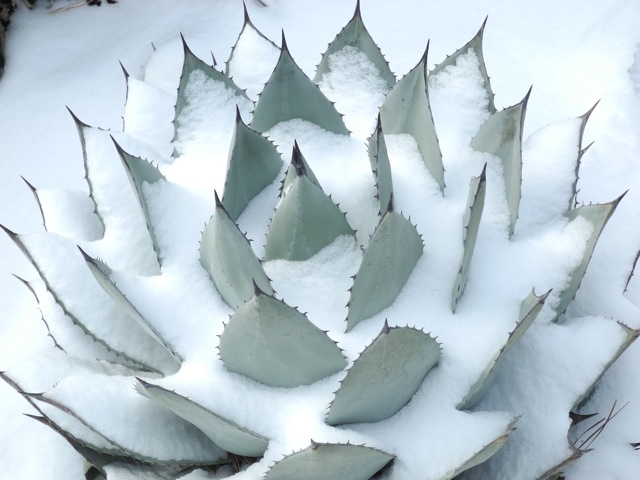 Agave parryi huachucensis