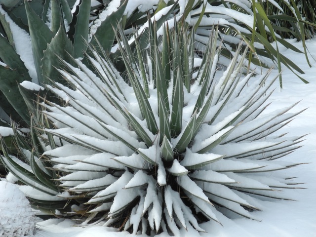 Agave schidigera 'Durango Delight'