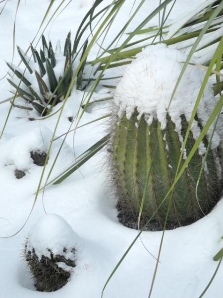 Trichocereus formosa DJF175