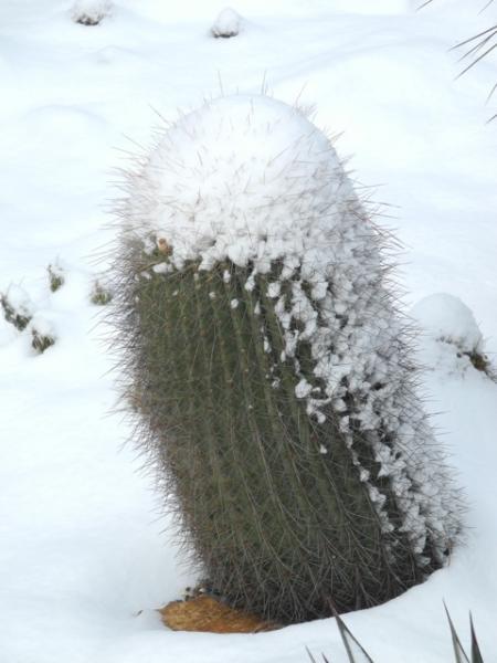 Trichocereus formosa DJF175