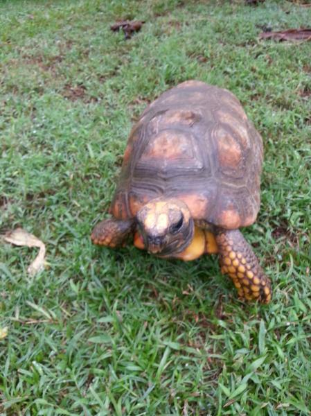 Yellow foot tortoise