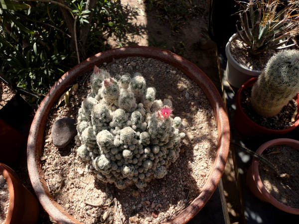 big clump of leei, slowly recovering from very bad scorching on one side, last summer