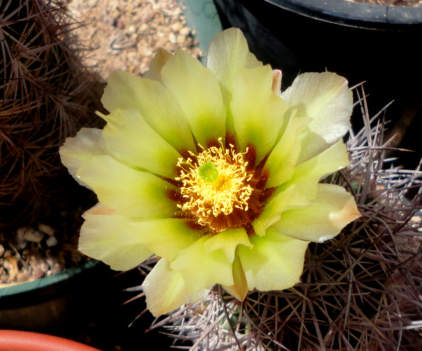 Echinomastus johnsonii lutescens, from Wickenburg AZ area, Yavapai County.