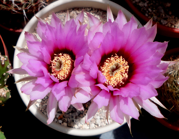 always beautiful Echinocereus fitchii