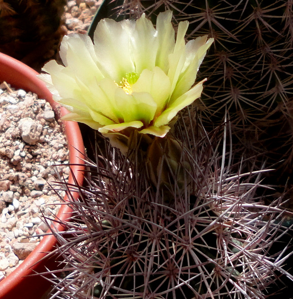 side shot of lutescens