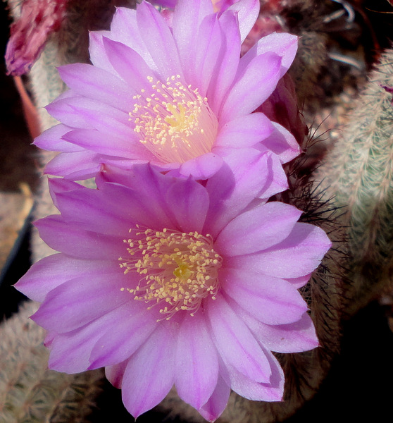 closer view of E. laui flowers.