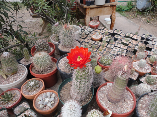 The Echinocereus hybrid that I have posted for a few years now. One flower every year. Always just the wildest color. I think it's coccineus × dasyacanthus.