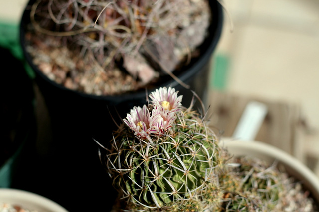 one of the nice things about Echinofossulocactus is how many days the flowers last. It seems to me that a lot of early bloomers have long lived flowers.