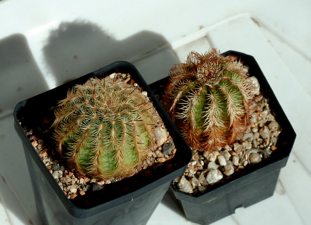 Echinocereus carmenensis on the left, perbellus on the right. Purdy. Looking forward to flowers.