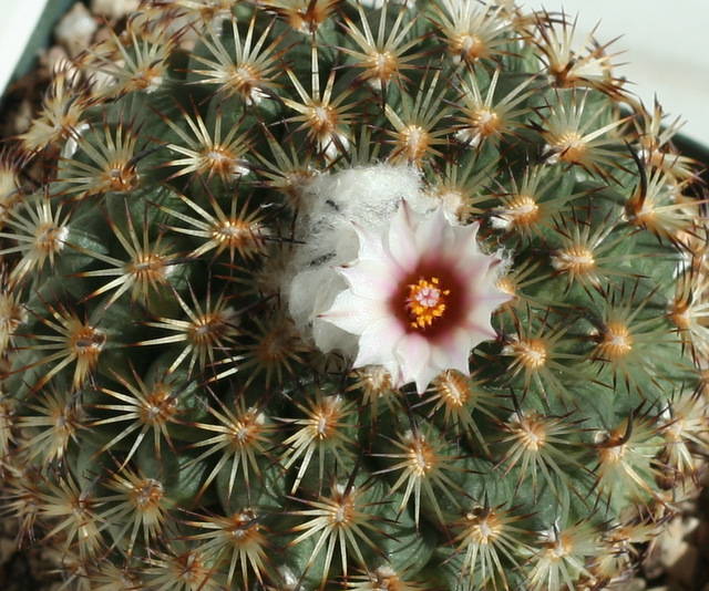 Gymnocactus (Rapicactus? Turbinicarpus?) ysabelae. Love the flowers, even though they are small.