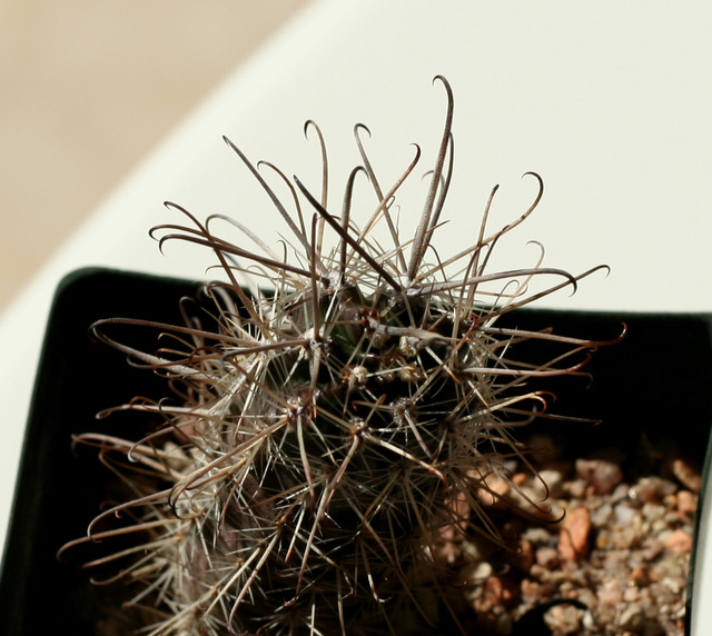 Austrocactus patagonicus, slow and touchy from seed. I am hoping for a flower someday.