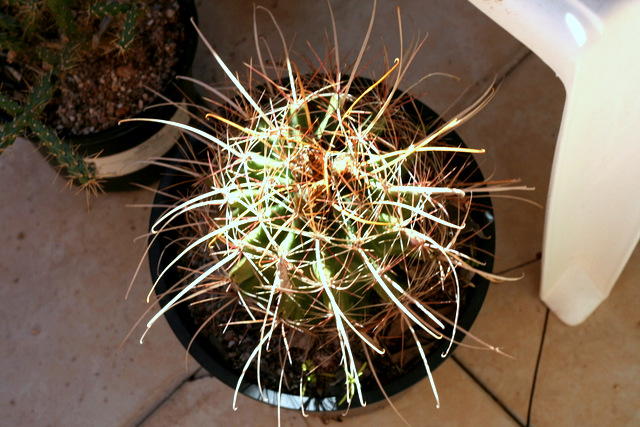 Great Tamaulipas form of Hamatocactus hamatacanthus sinuatus