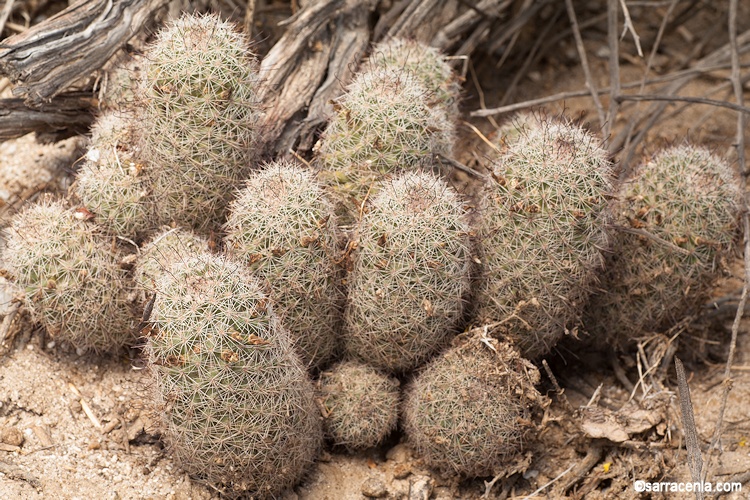 Mammillaria dioica