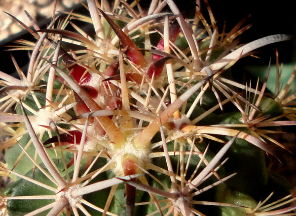 new spines on Echinomastus laui