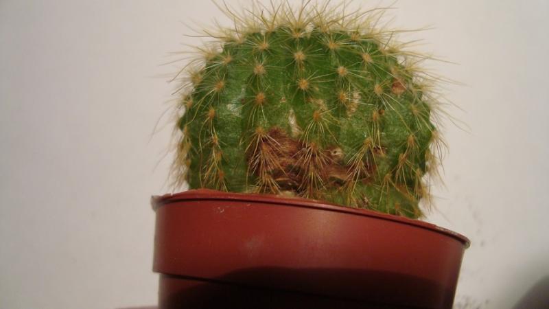 cactidamage2.jpg