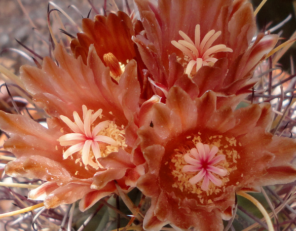 G. wrightii flowers fading to a really cool color after several days open.