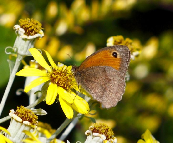 Gatekeeper butterfly (3).JPG