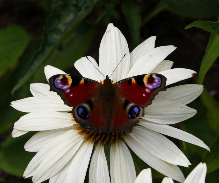 Peacock on flower at Trentham Gardens 10 August 2013 (2).JPG