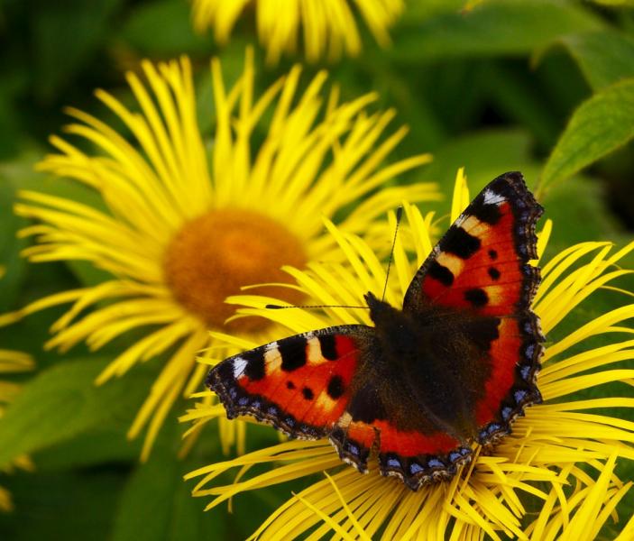 Small Tortoiseshell at Trentham Gardens 10 August 2013.JPG