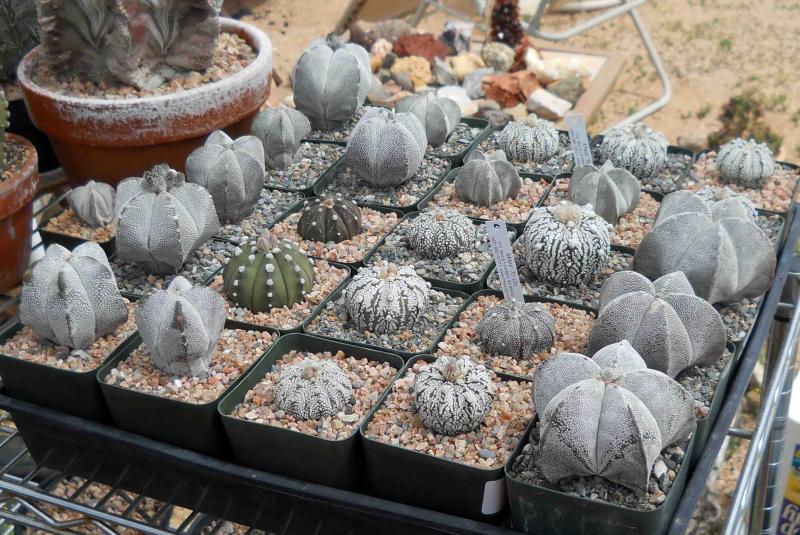 My flat of Astrophytum. I've got it down to one flat now!