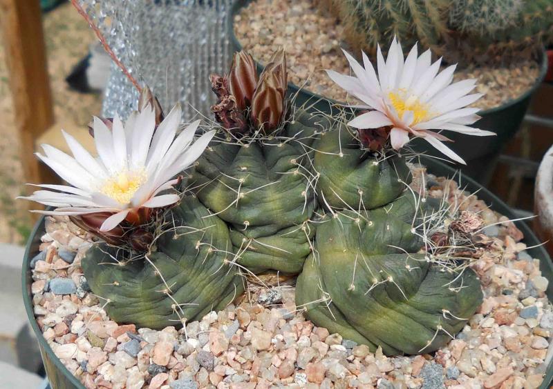 Echinocereus knippelianus - looking more like Jabba the Hut every day...