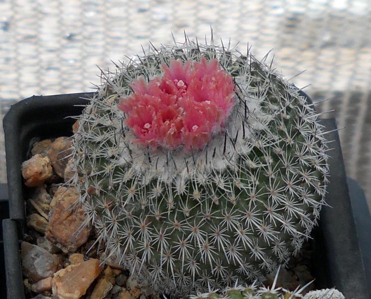 Epithelantha micromeris making flowers