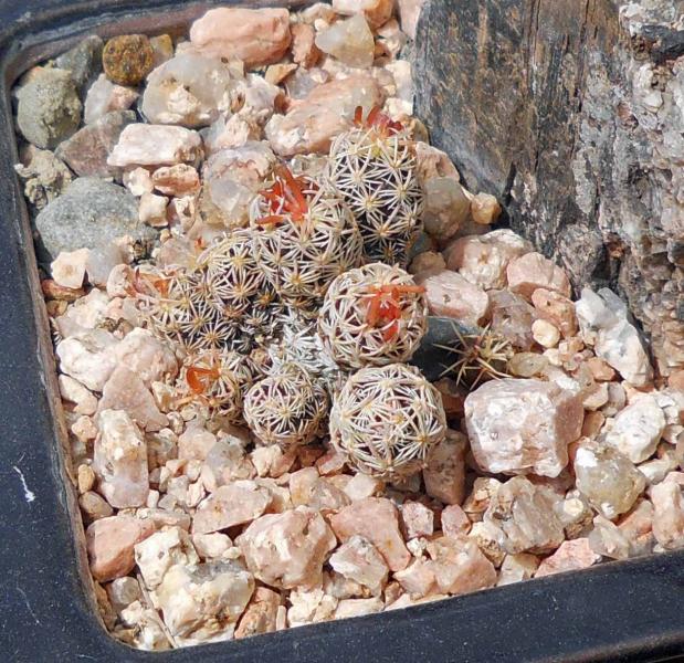 Escobaria minima - note the little volunteer to the right. I've had more luck with spontaneous seedlings than sown ones.