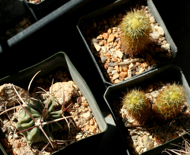 Echinocactus parryi on the left, Achargma roseana galleanense on the right.