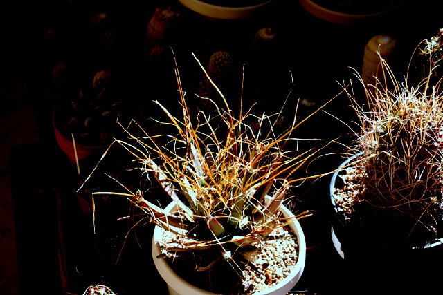 Leuchtenbergia principis in what ended up a strange exposure