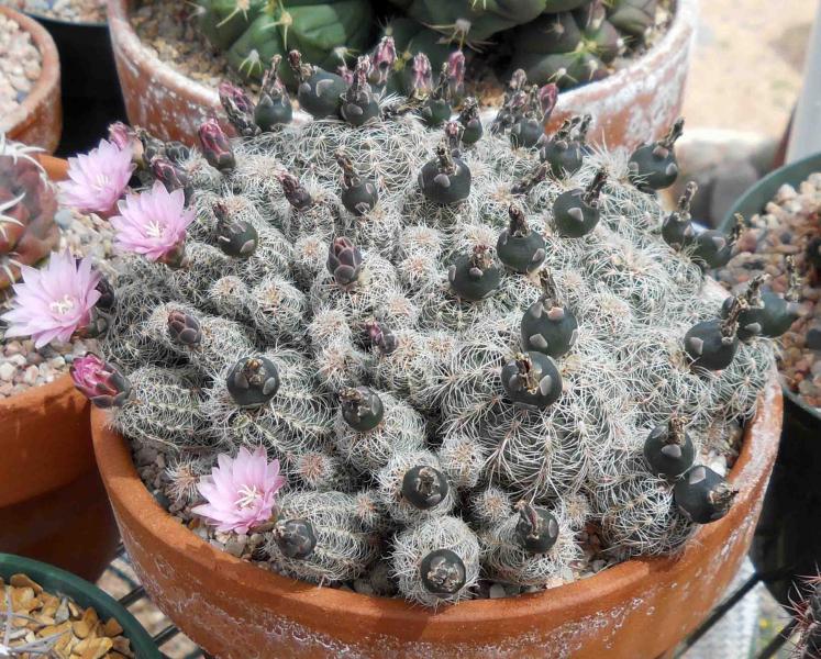 A seedy looking Gymnocalycium bruchii...