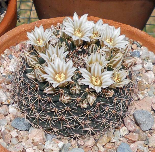 a Mammaillaria hybrid from Miles2Go. It's got a big fat root like M. coahuilense.
