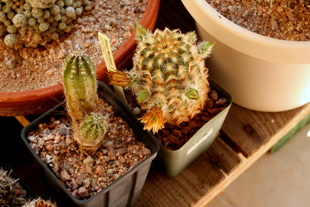 Echinocereus viridiflorus correllii