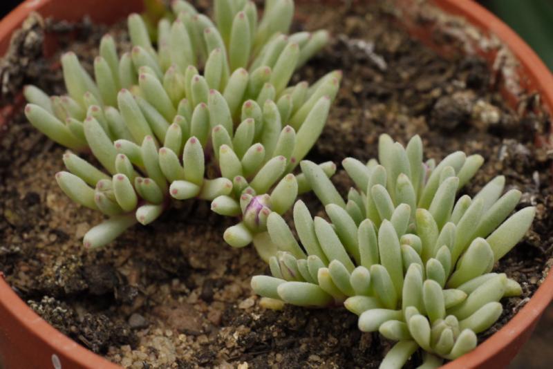 delosperma sphalmanthoides