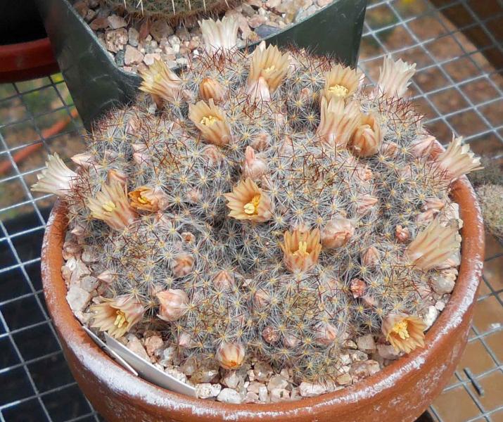 M prolifera. Got this from a Cactiguide member (can't rember who), but it's really done well!