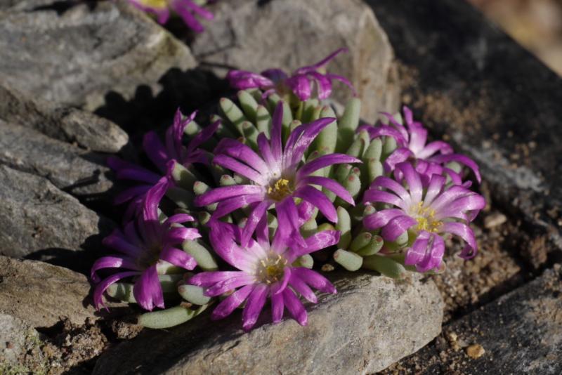 delosperma flowering