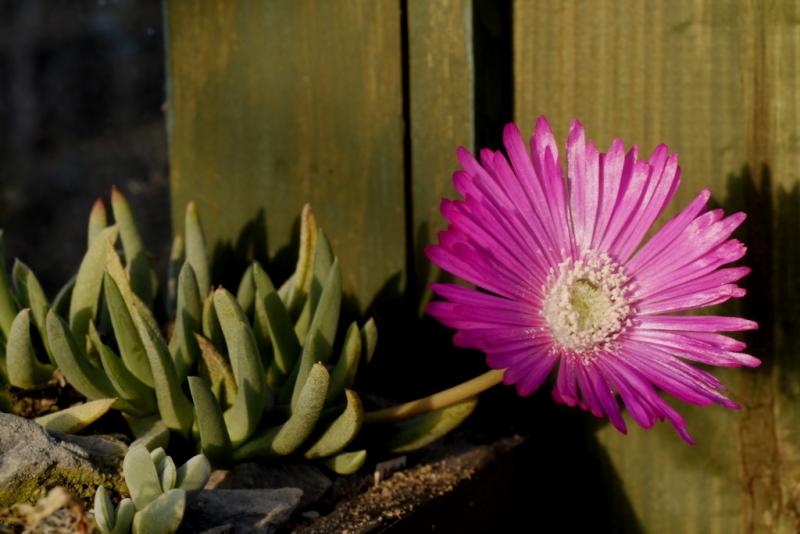 Cephalophylum subulatoides