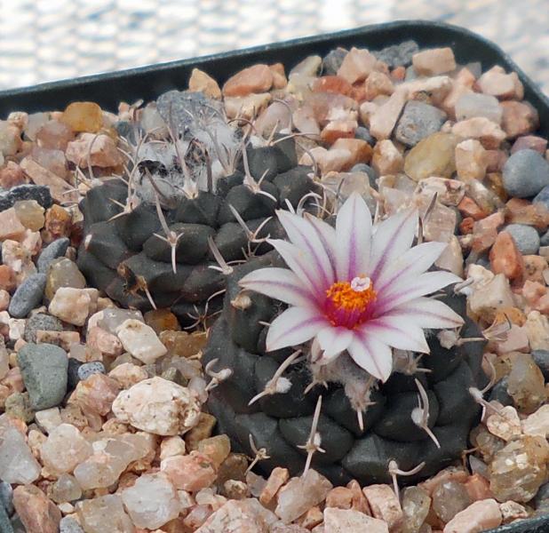 Turbinicarpus bonatzii