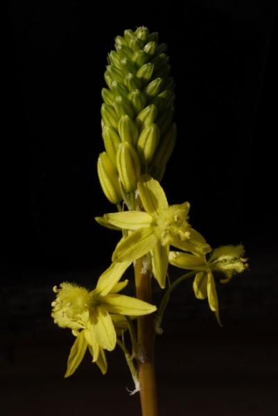 bulbine lagopus