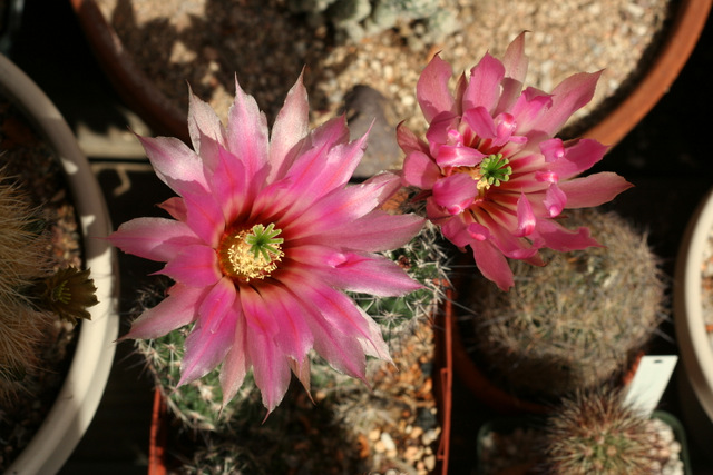 another view of the hybrid flowers