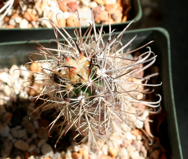a little bit of nice new growth on the Austrocactus
