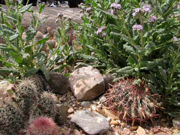 Cacti 2014 002.jpg